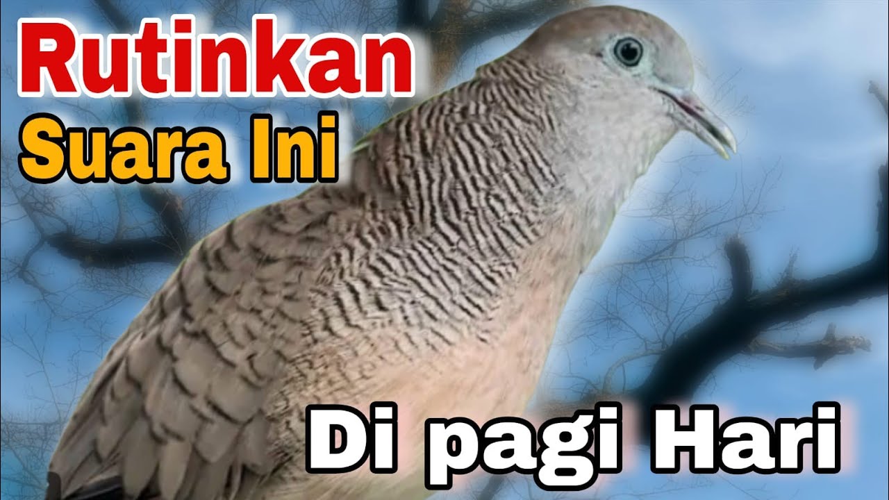 Perkutut lokal gacor paling ampuh dan terbukti WAJIB coba pasti GACOR