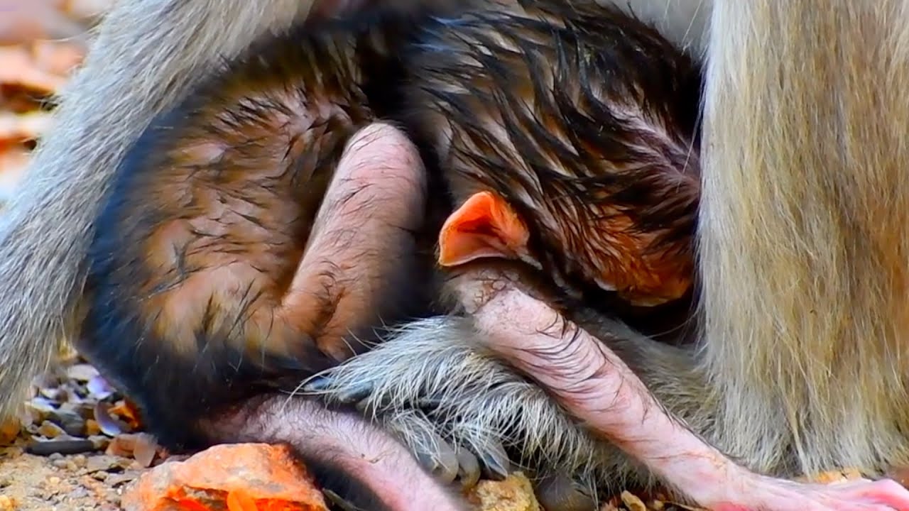 Very Adorable Moments Of Cute Baby Monkey In Wildlife