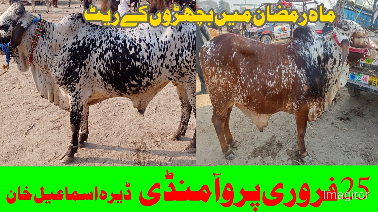 Today Paroa Cow Mandi Fresh Latest Update ! Cholistani Sahiwal Bachre Bachrian ! Cow Mandi 2026🤔