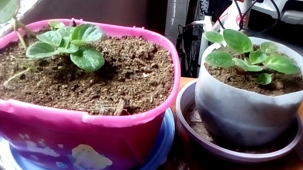 Mudas de violeta, através de folhas.