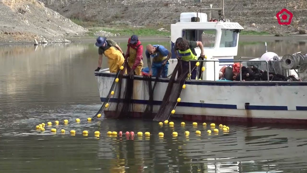Retiren els peixos del Pantà de Riudecanyes