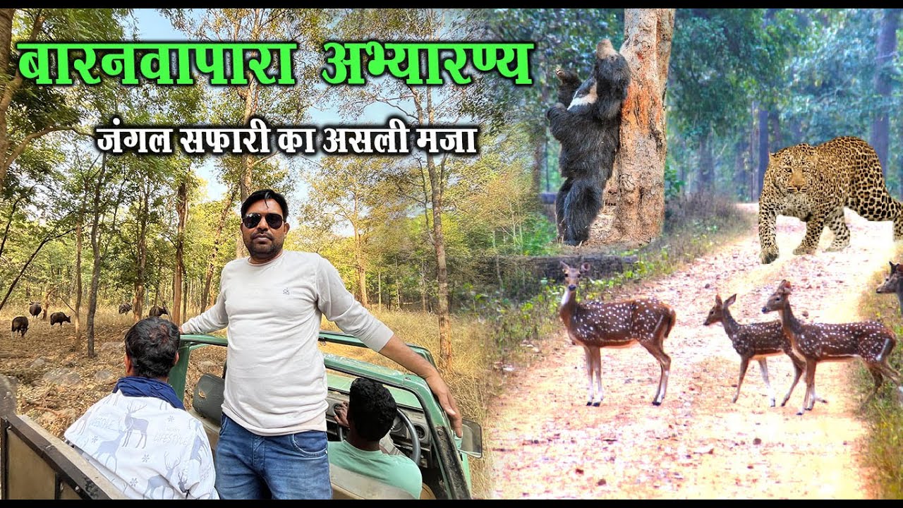 जंगल सफारी का असली मजा | बारनवापारा अभ्यारण्य छत्तीसगढ़| Barnawapara Wildlife Sanctuary Chhattisgarh