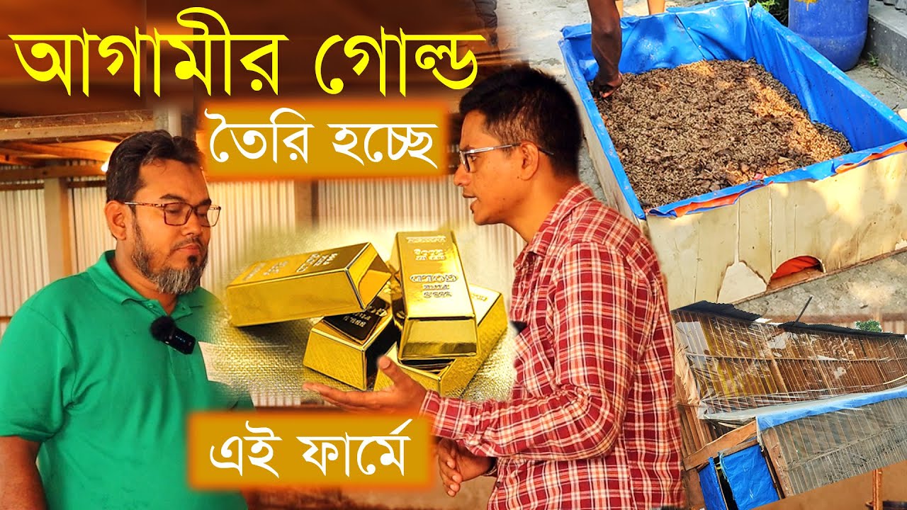 আগামী দিনের Gold হবে এটাই | BSF নিয়ে বিশেষজ্ঞরা তাই বলছে | ১দিনে উৎপাদন ৫০০ কেজি+ ব্লাক সোলজার ফ্লাই
