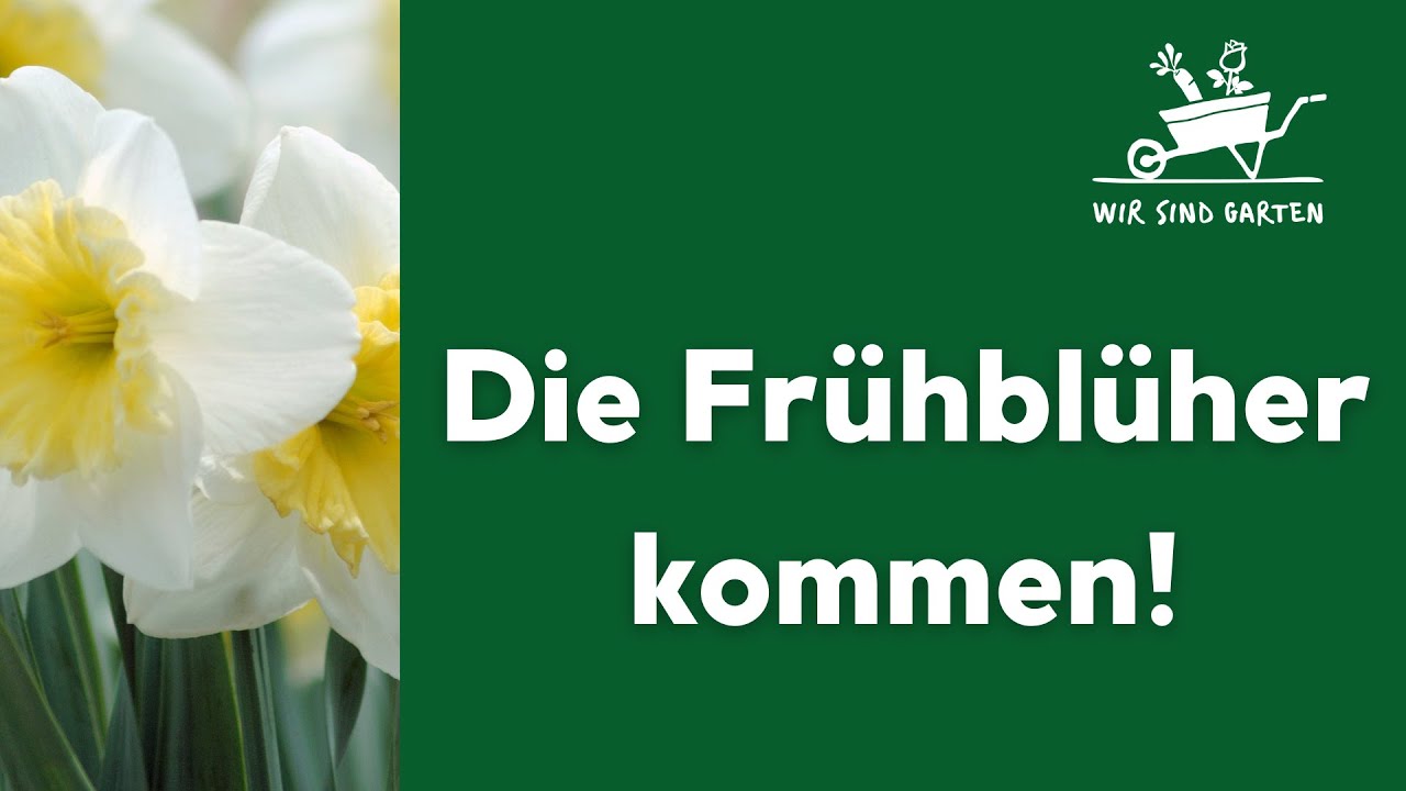Die Frühblüher kommen!