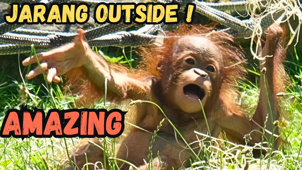 We've All Been Waiting For This! Baby Orangutan Jarang Outside