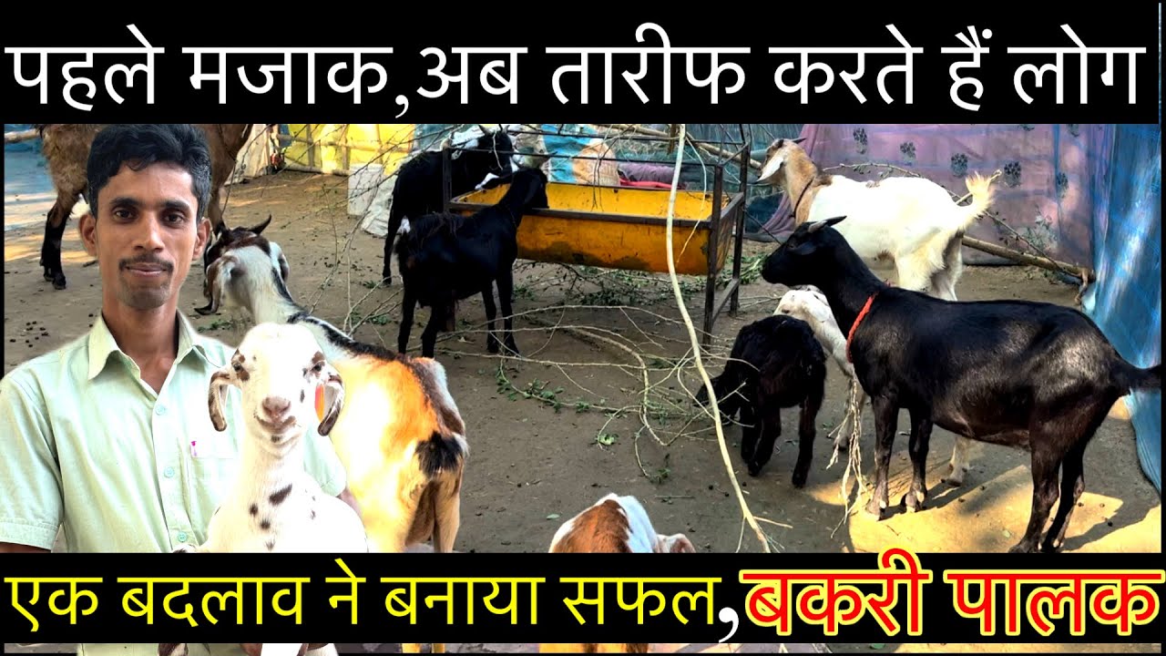 बकरी पालन में फेल होने के भी कारण होतें हैं,कारण खत्म सफलता शुरू | Goat care in winter |goat care