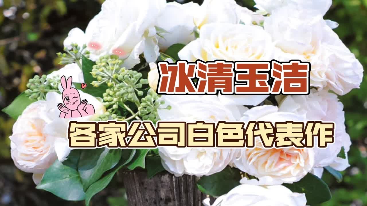 “冰清玉洁”白玫瑰——各知名育种公司代表性白色月季品种介绍