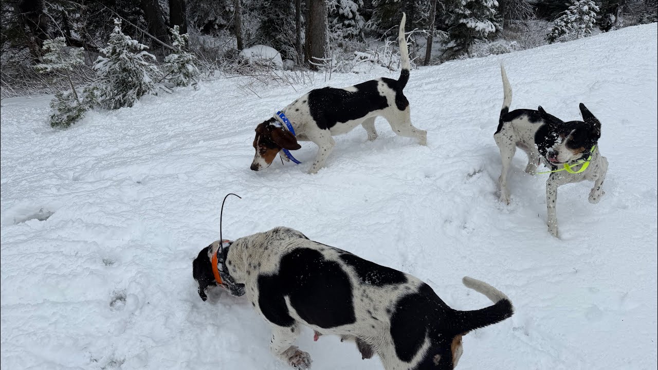 What about Bob #hunting #hound #houndhunting #bobcat #mountains 