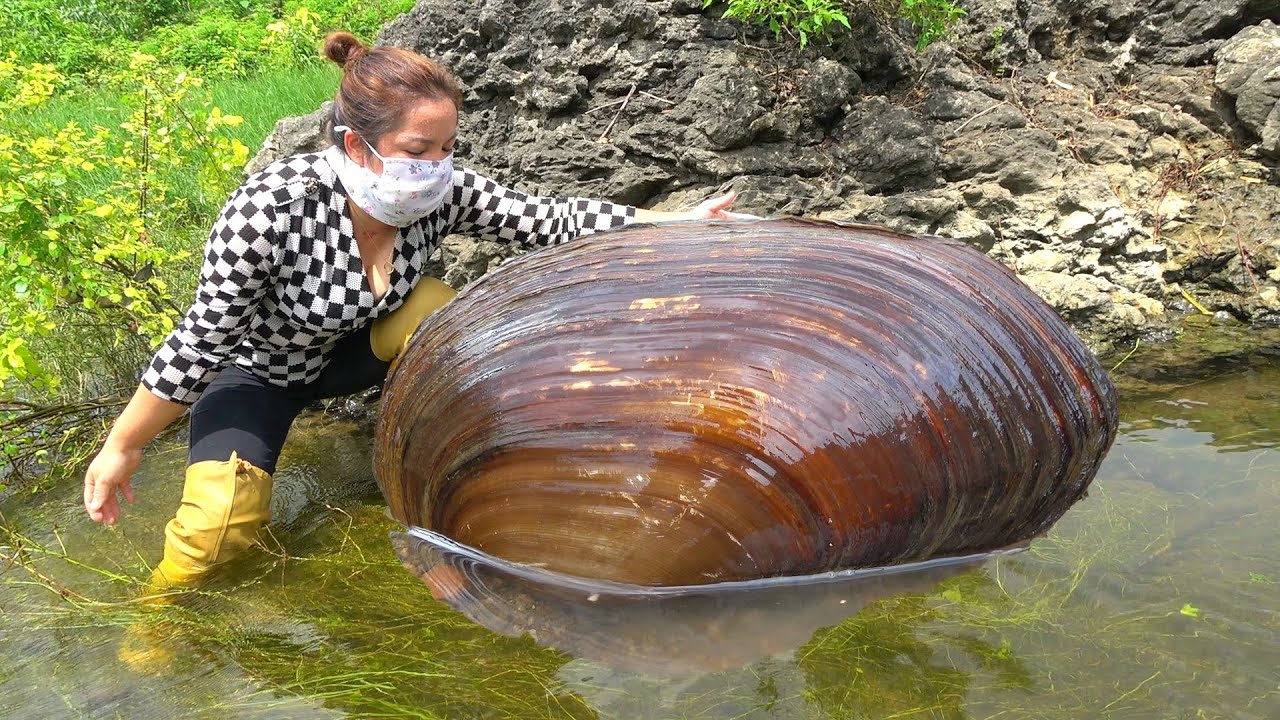 😱😱A clam buried in the sand, the girl opened it and saw that it was filled with pearls
