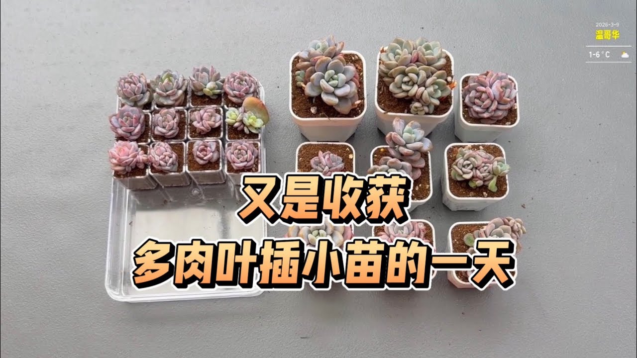 【多肉植物】叶插移苗又是干活的一天😊