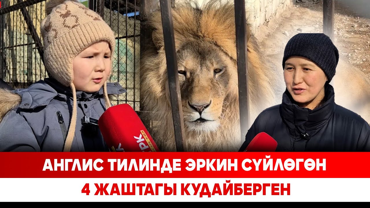 Соцтармактын таттуу жылдызы: Англис тилинде эркин сүйлөгөн 4 жаштагы Кудайберген