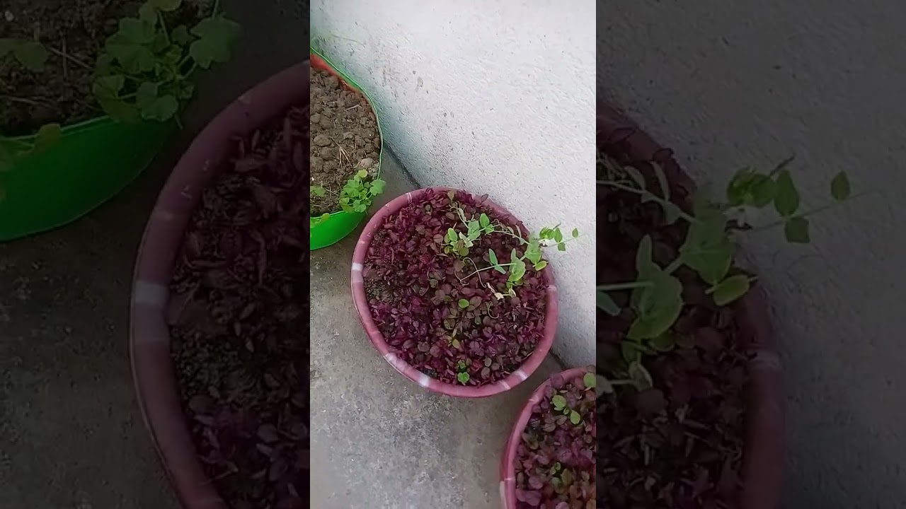 Gardening# कुछ पौधों में फल और फूल भी आने लगे हैं 👈🤗