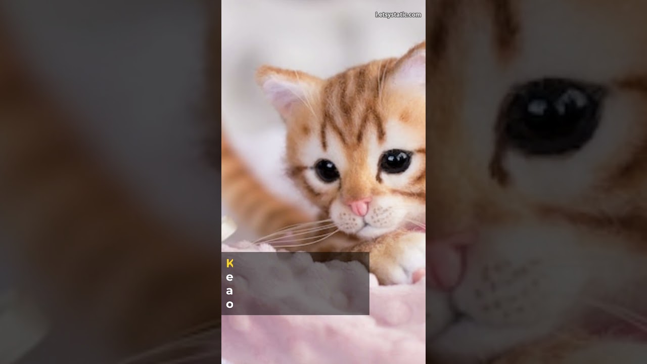 KITTEN FACTS YOU NEED TO KNOW 2023 !! | HappyCats TV