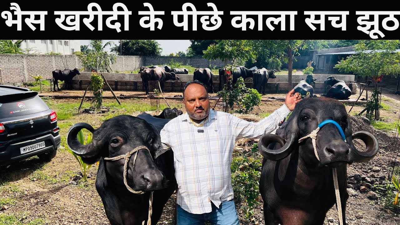 जाफरी भैंस खरीदने से पहले बचे काला सच और झूठ #dairybusiness#dairysolutionbysatish#