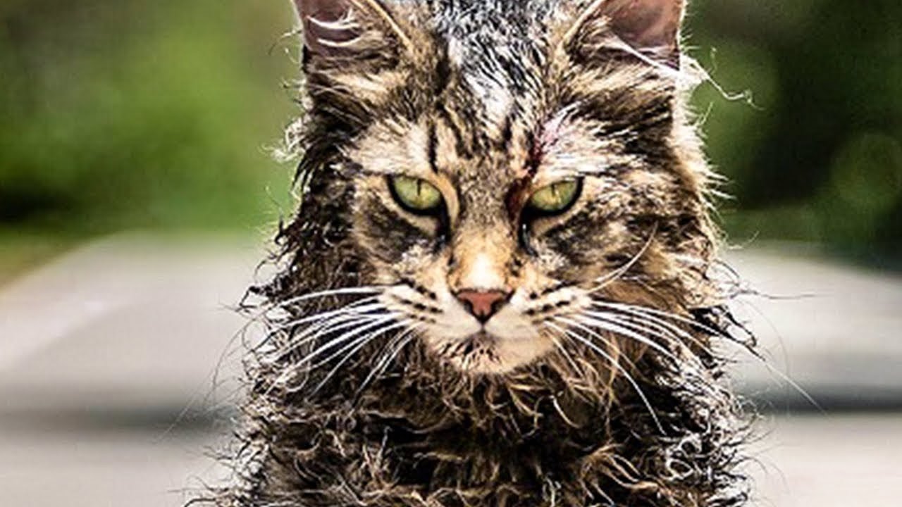 Hayvan Mezarlığı - Pet Semetary 2019 Film Yorumları