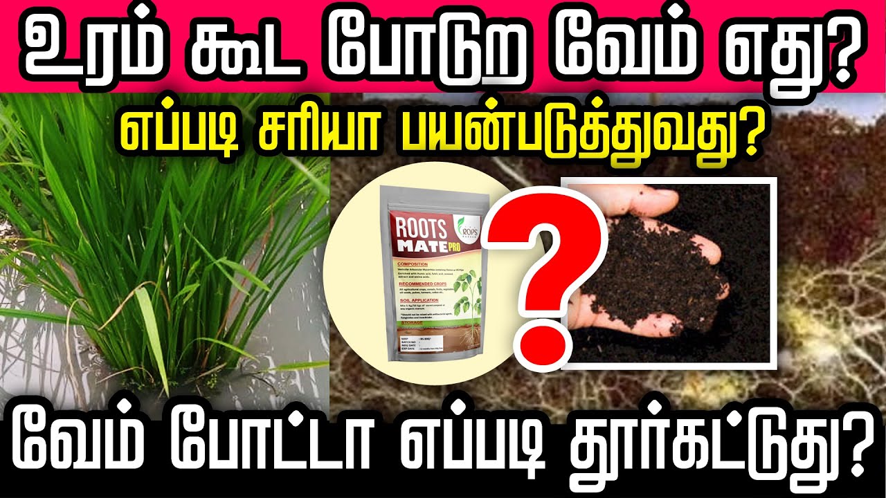 எந்த வேம்-ஐ உரம் கூட கலந்து போடலாம் ? | VAM FUNGI என்றால் என்ன? | வேம் பயன்படுத்தும் முறை என்ன ?