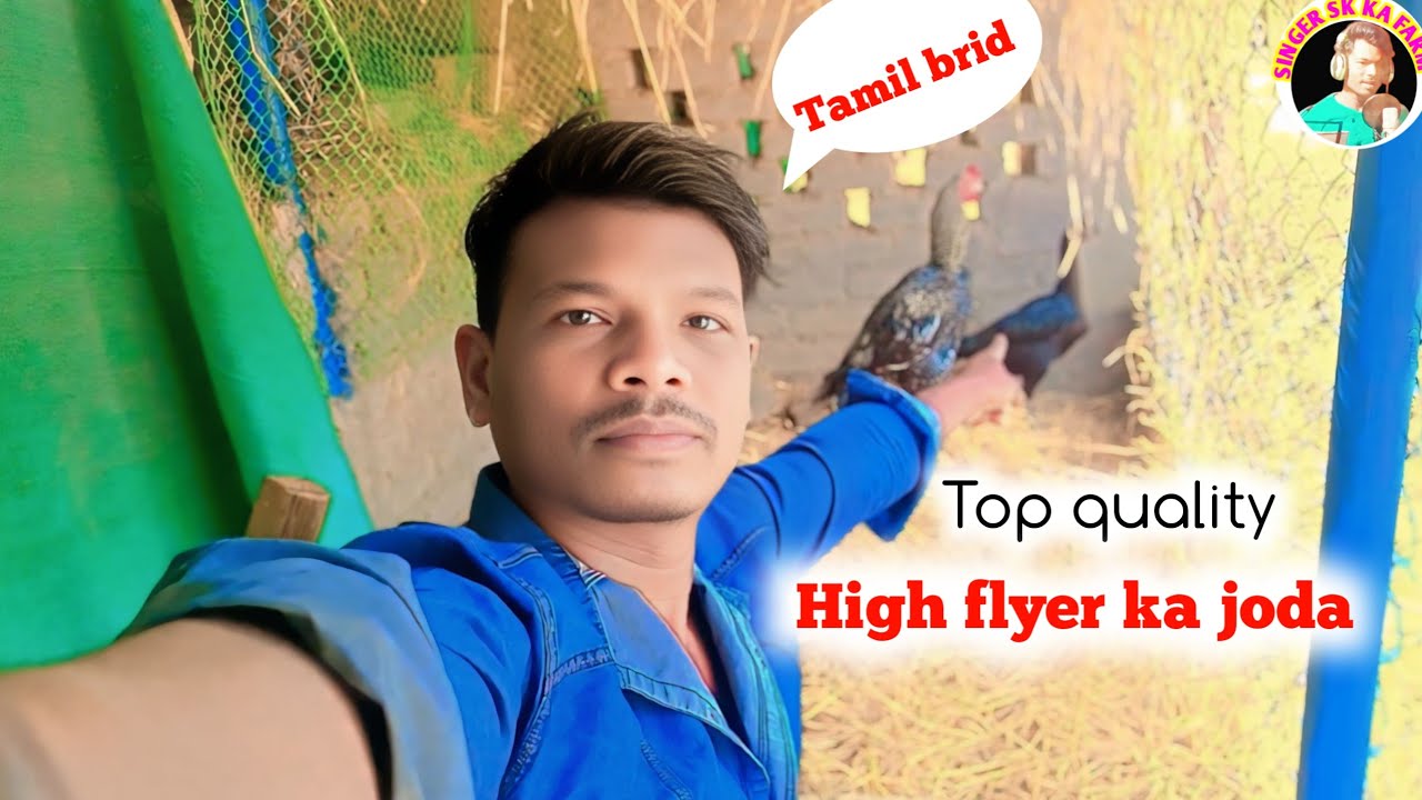 High flyer ka joda🐓||murgi palan video||farming video #farming #murgi palan #aasil farm #sk farm 