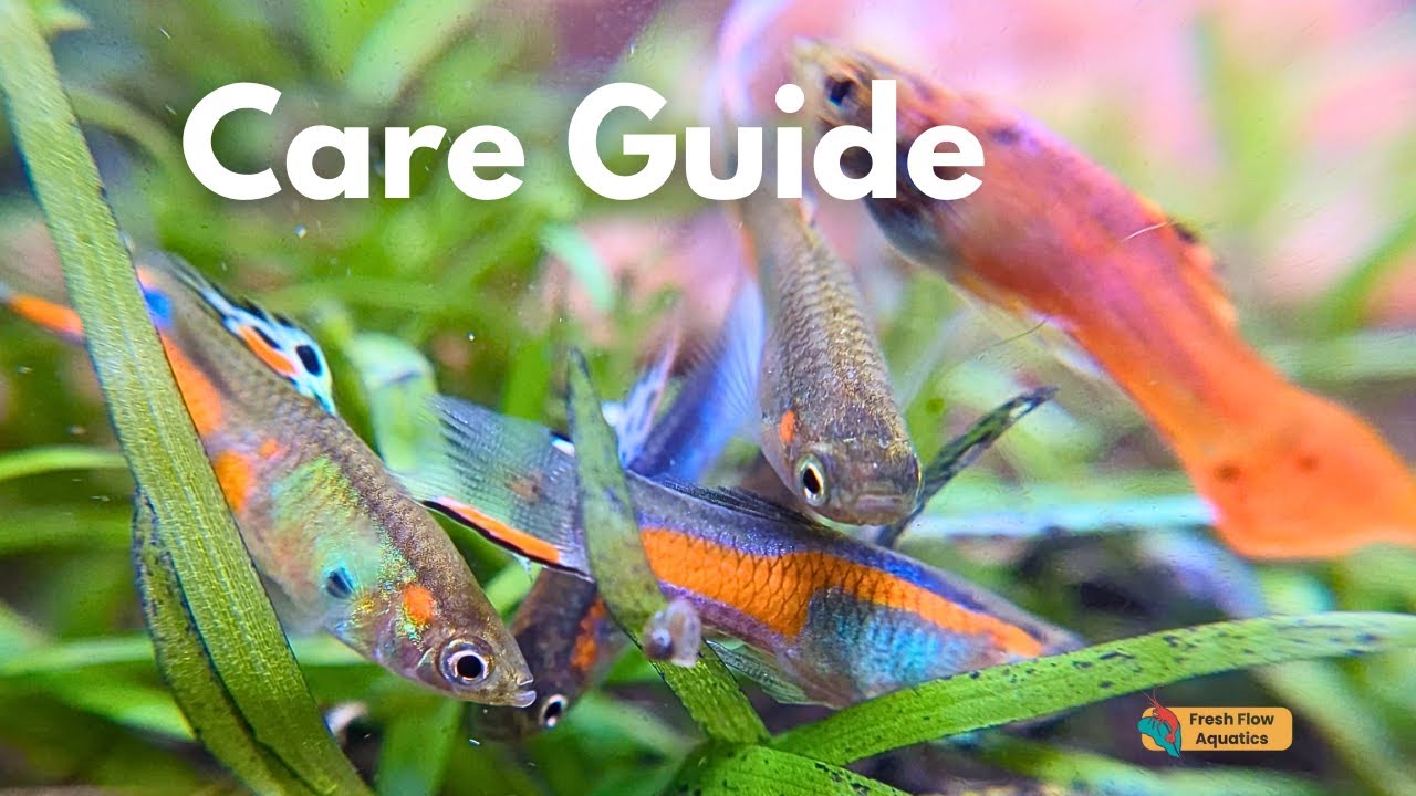 Endler guppy care guide: Everything you need to know about Poecilia wingei