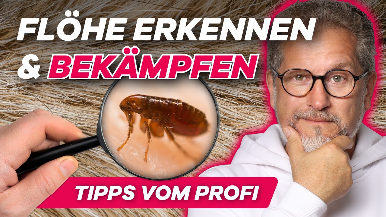 Flöhe erkennen & bekämpfen - Bekämpfungstipps vom Profi 👌