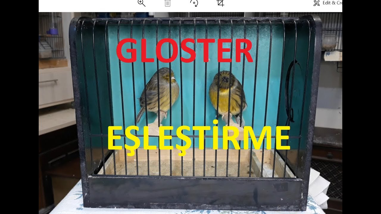 Gloster Kanarya Eşleştirme &Uuml;retim &Ouml;ncesi (Yeşil-Yeşil Eşleştirmesi T&uuml;m Olasılıklar)