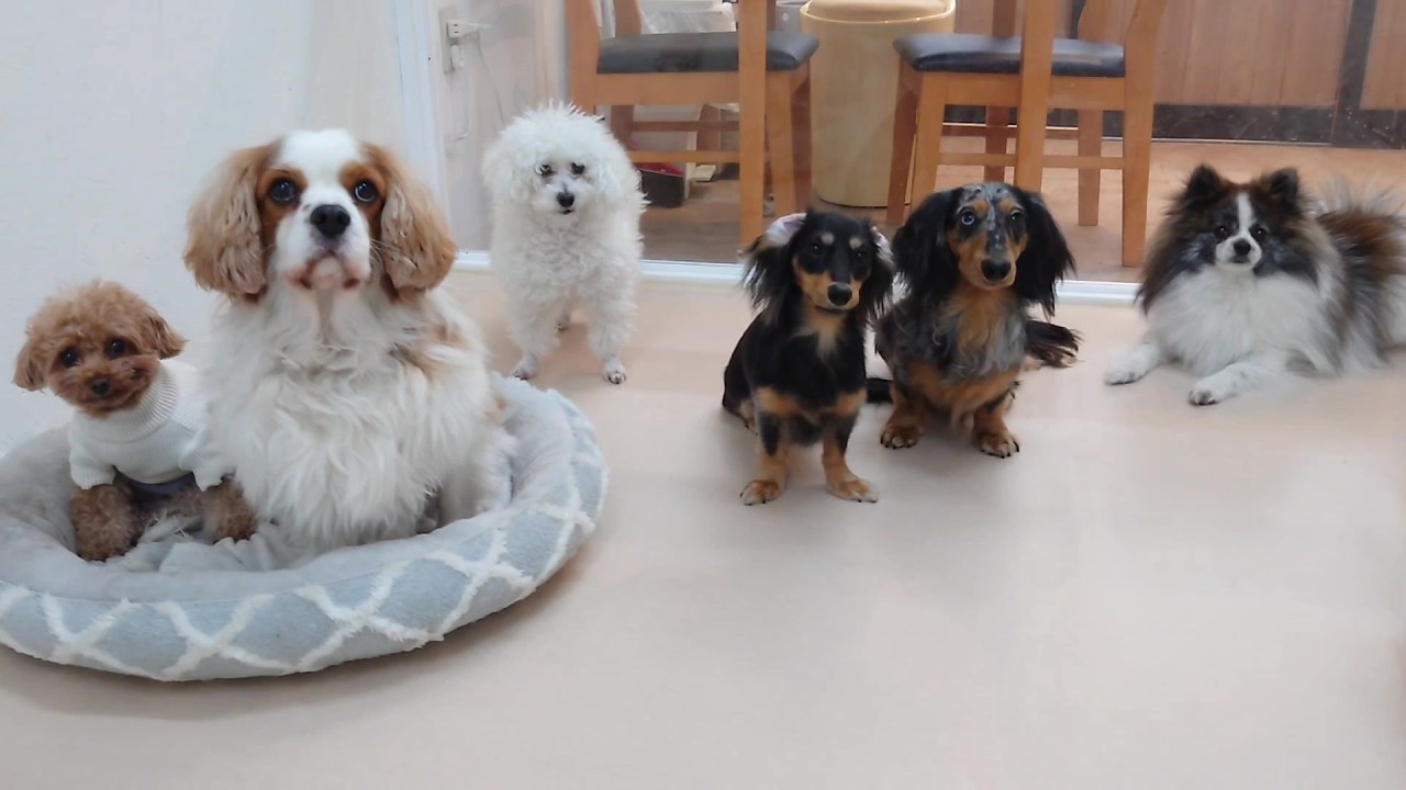 なんかいい感じで並ぶ犬たち　🐶ひみつきちなう！②🐶  2026年2月12日