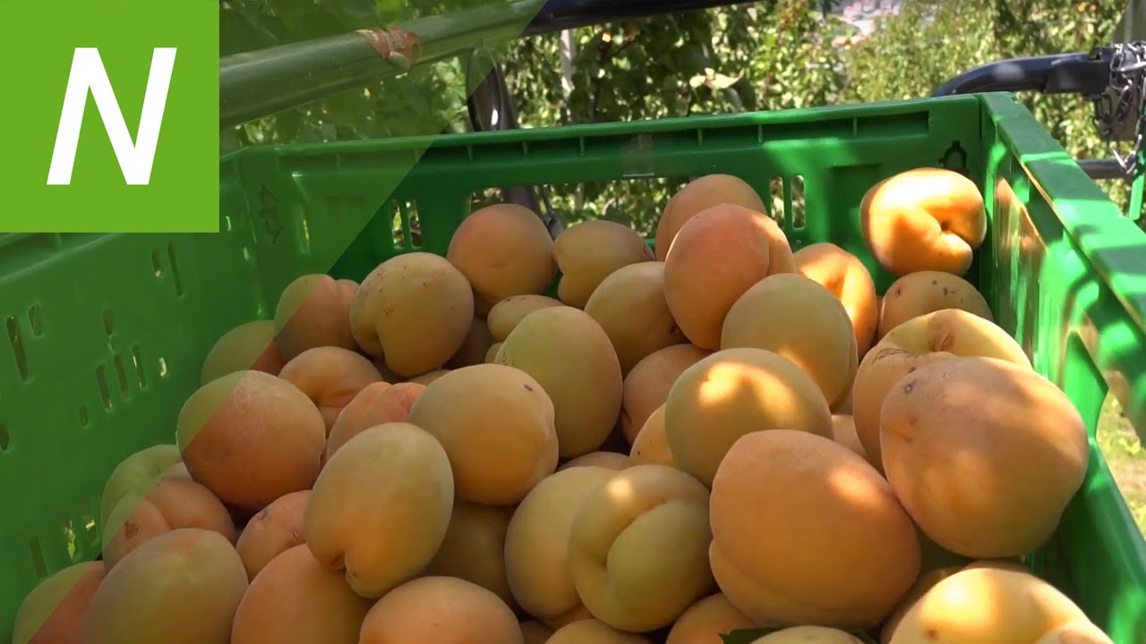 Marillen aus dem Vinschgau: So läuft die Ernte der süßen Frucht ab