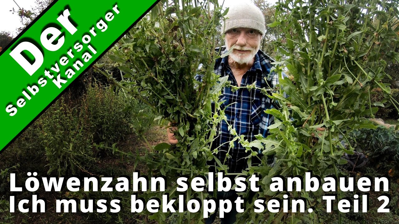 Löwenzahn selbst anbauen Teil 2. Jetzt können Sie lachen. :)
