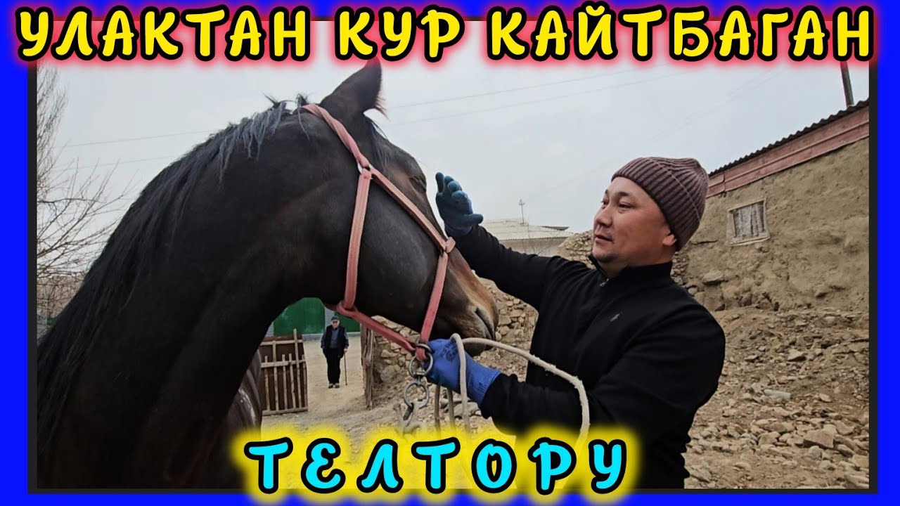 Нур Спорт Нурландын Телтору аргымагы жарап жаткан убагы 👆👆👆