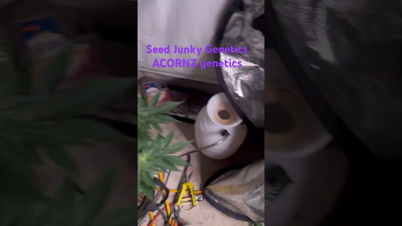 Seed Junky genetics crossed with my own. IYKYK.#cannabiseducation #reels#fyp