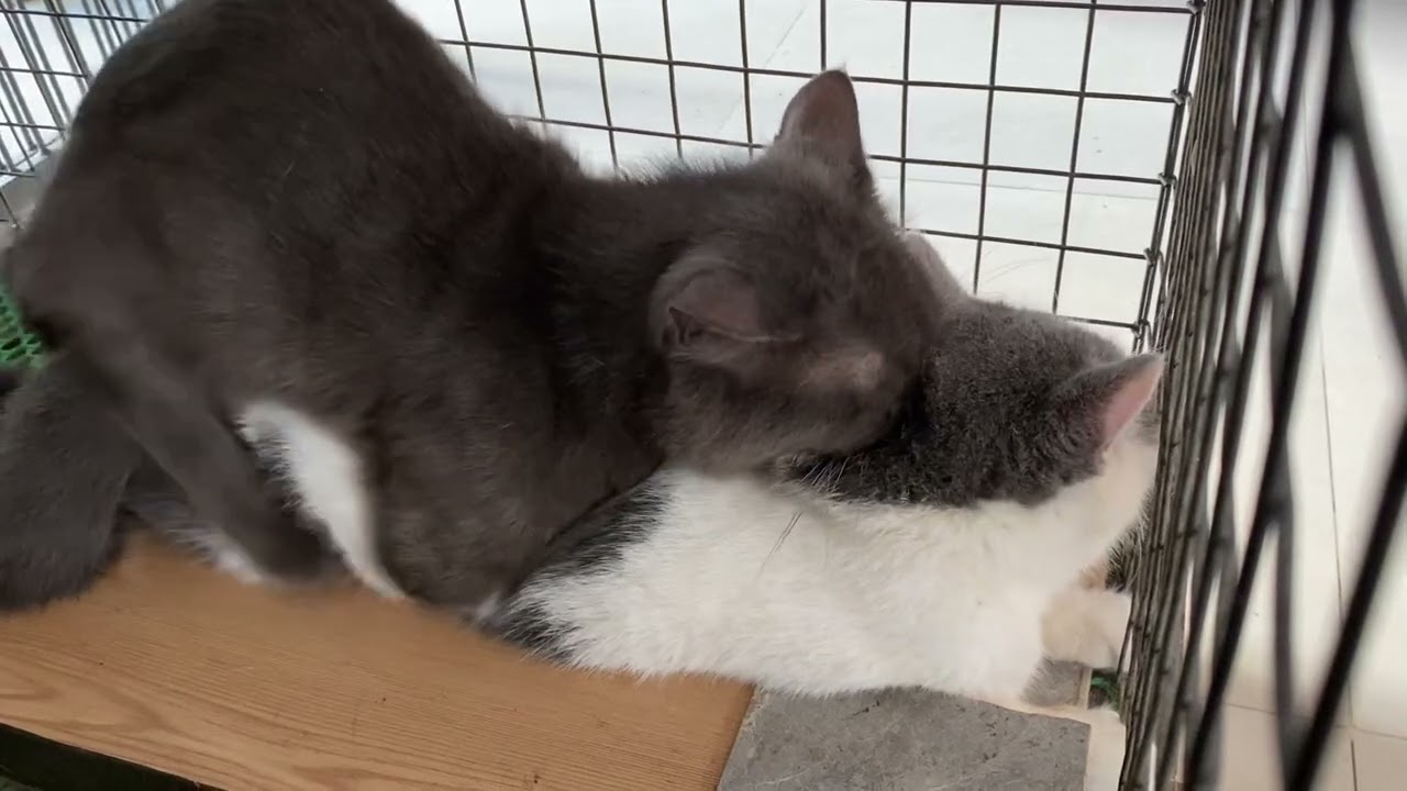 Bon vs Máo5 || Cat in heat 😻