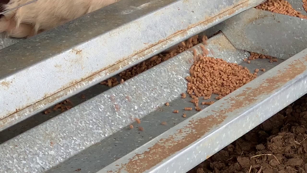 Feedtech Auto Cattle Feeder