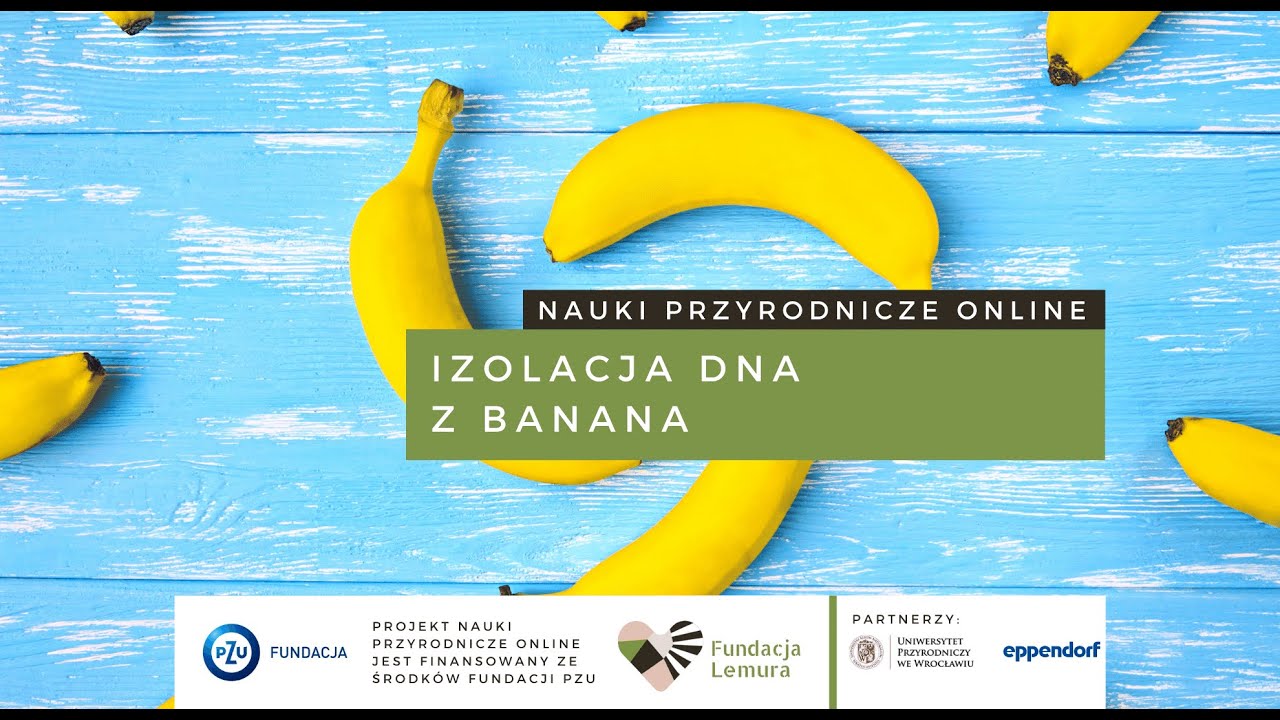 Izolacja DNA z banana