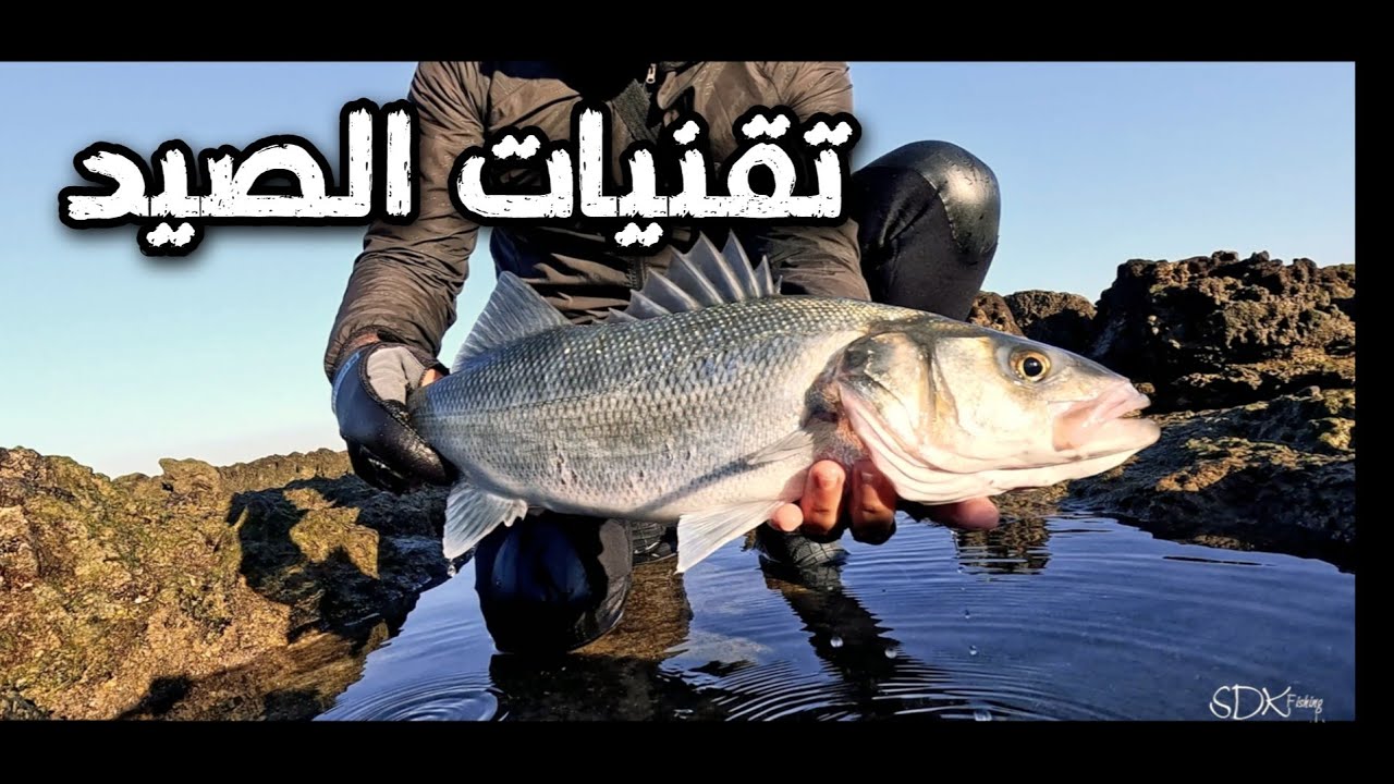 تقنيات الصيد بالسبينينغ الدرعي و صيد سمك البوري العملاق