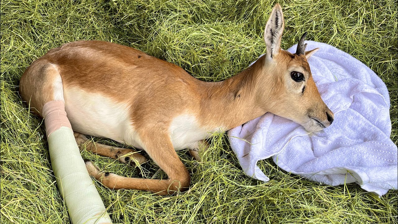 Патрик сломал ногу :(