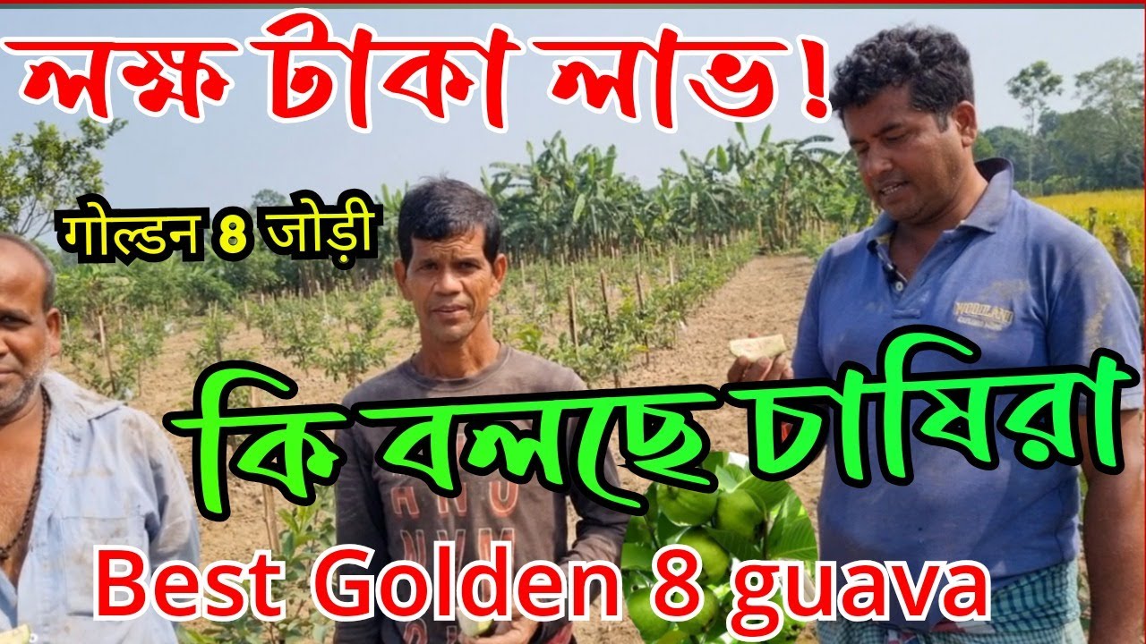 ভারত বাংলার সেরা পেয়ারা  Guava farming in West Bengal