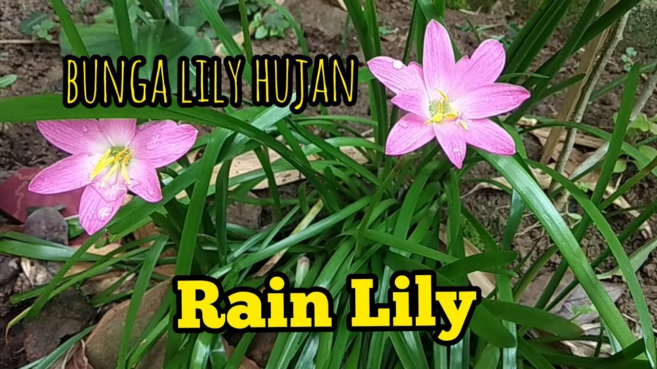 Cara mudah tanam bunga lily hujan