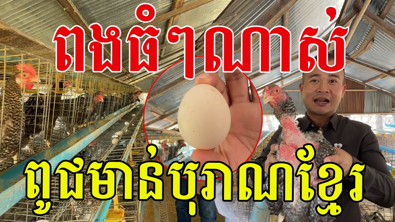 ពងធំៗល្អណាស់ ពូជមាន់បុរាណខ្មែរ ក្មេងឥឡូវមិនសូវស្គាល់ទេ