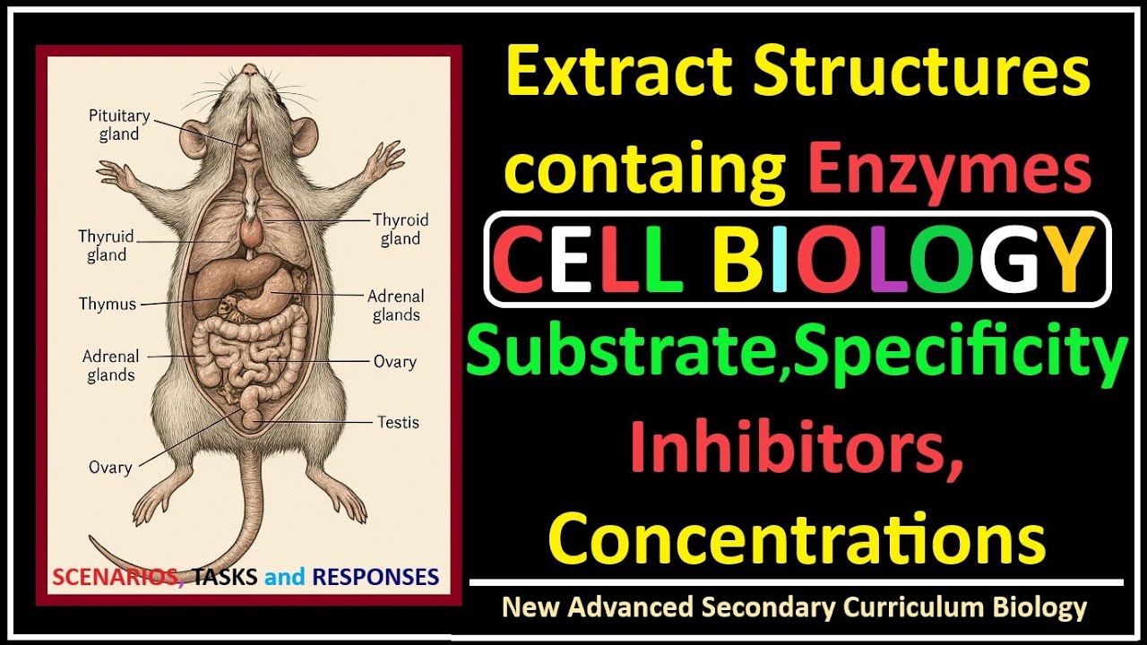 Cell Biology-3-Enzyme Substrate Specificity, Effects of Inhibitors, Substrate, Enzyme Concentrations