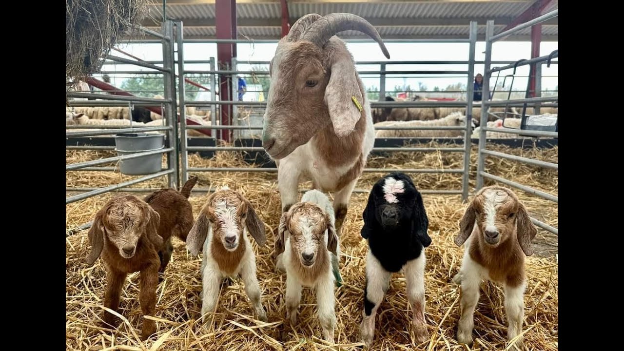 An unbelievably rare event! We had a goat give birth to FIVE babies!