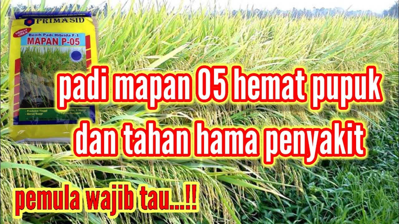 PADI MAPAN 05 SANGAT DI REKOMENDASIKAN DAN UNGGUL