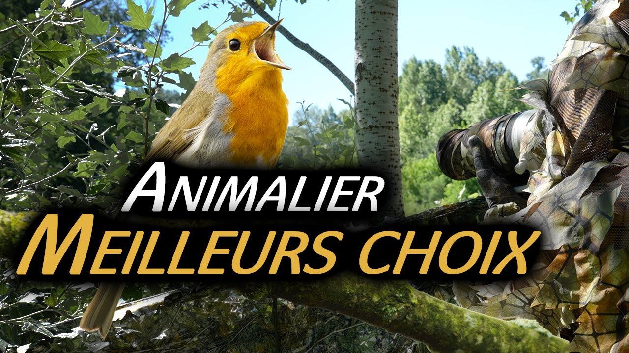 choisir matériel animalier ? matériel Affut, Camouflage, Pendulaire, Piège, Jumelles...
