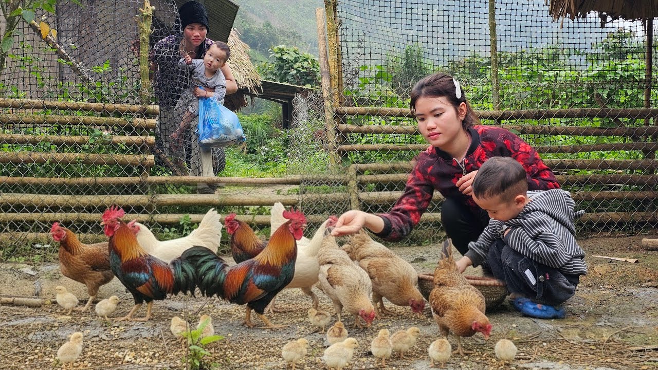 Thuy Helps a Poor Single Mother, and the Unexpected Outcome -Harvesting Sapodillas Sell the Market.
