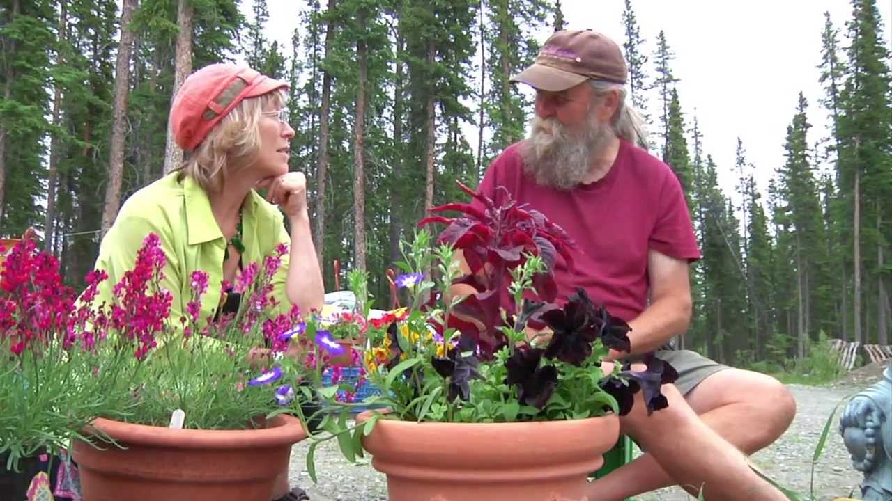 The Curious Gardener Ep 7  Companion Planting