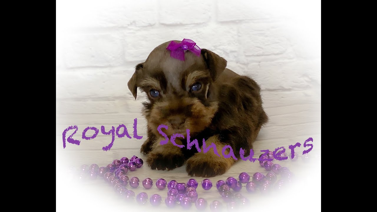 Royal Schnauzers Baby Blue Eyes!