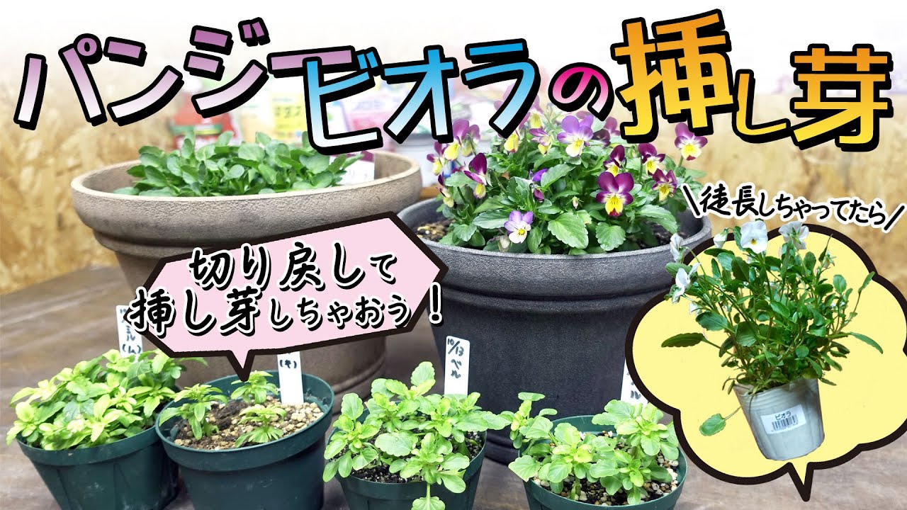 【挿し芽で何倍も楽しめる！】パンジービオラの挿し芽&徒長してる苗をこんもり株にする方法！