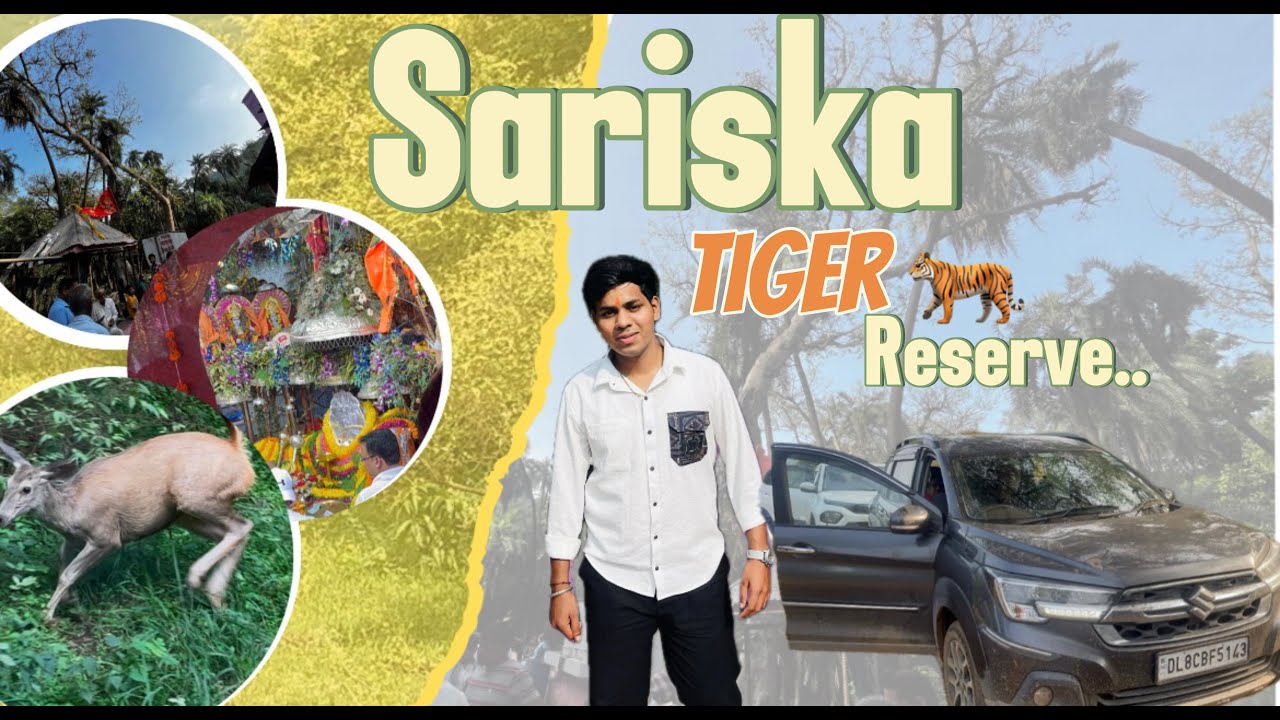 Sariska Tiger 🐅Reserve , Rajasthan || ft.@uvkirad ||