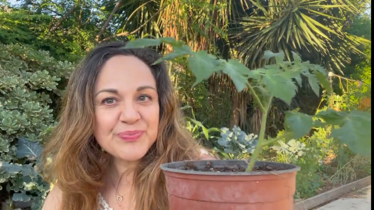 גידול ירקות - ריבוי עגבניות מגבעולים צדדיים ( סאקרים )