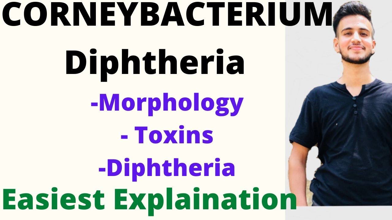 CORNEYBACTERIUM DIPHTHERIA MICROBIOLOGY / corneybacterium microbiology lecture