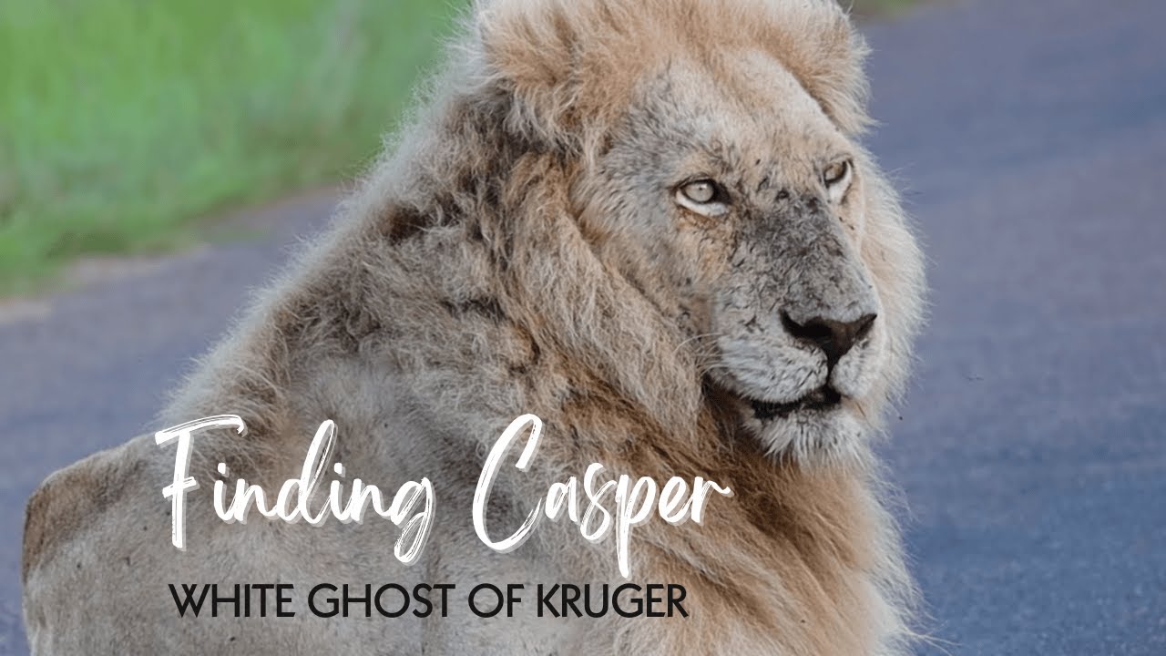 Kruger National Park Safari - Finding Casper the White Lion