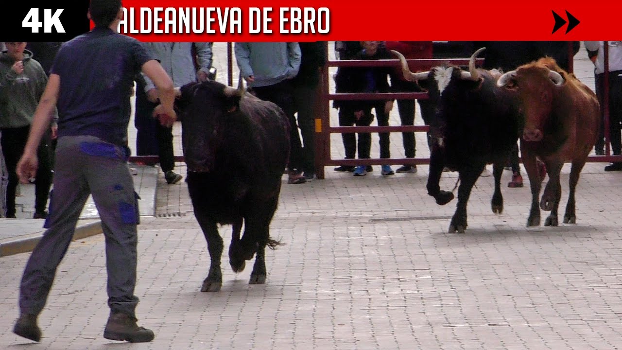 💥 Los primeros ENCIERROS del año ▪ ALDEANUEVA DE EBRO ▶ Vacas de distintas ganaderías